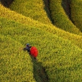 Les Meilleurs Points de Vue à Mu Cang Chai : Capturez la Beauté des Rizières en Terrasses