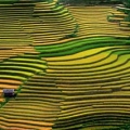 Les plus belles rizières en terrasse du Vietnam - Mu Cang Chai et Hoang Su Phi