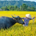Mai Chau vs Pu Luong: quel choix pour votre aventure au Vietnam ?