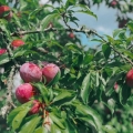 Itinéraire de 5 jours à Son La: immersion totale entre nature et culture