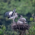 Thung Nham: Le jardin des oiseaux caché de Ninh Binh à ne pas manquer