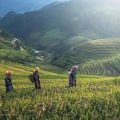 Quand visiter Mu Cang Chai: Le Meilleur Moment pour Vivre l'Expérience