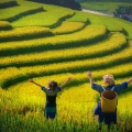 Le Guide Complet de la Saison des Récoltes à Mu Cang Chai: Découvrez les Rizières Dorées