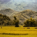 Quand partir au Nord du Vietnam ? Guide complet des saisons et conseils experts