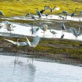 Comment, quand et que visiter dans le Parc National de Xuan Thuy