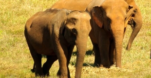 Voyage culturel au Laos 12 jours