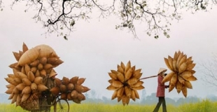 Routes des orchidées Thailande 12 jours