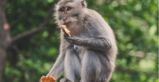 Excursion à Can Gio 