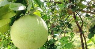 Balade à vélo au village éco Thuy Bieu