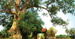 Excursion au Village de Duong Lam et à vallée de Mai Chau 