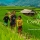Voyage à Mu Cang Chai: Découvrez les Rizières en Terrasses et la Culture Ancestrale du Vietnam