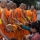 La cérémonie religieuse de Tak Bat à Luang Prabang