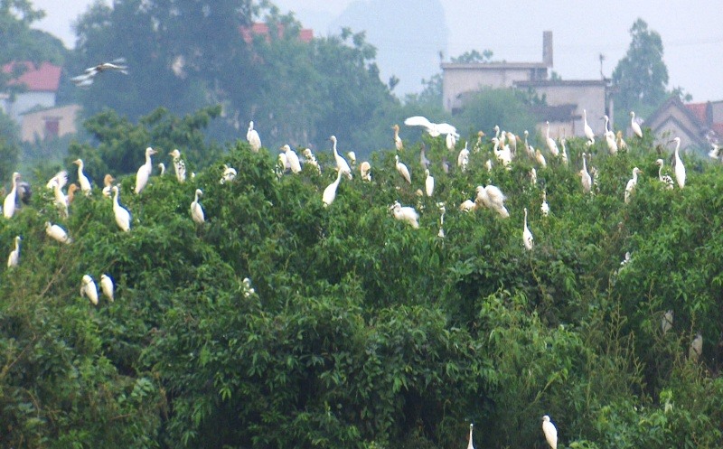 Thung Nham Ninh Binh