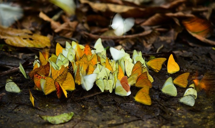 le parc national de Cuc Phuong
