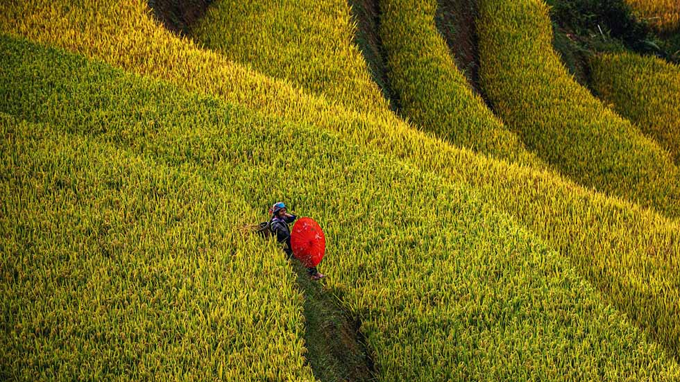 Mu Cang Chai