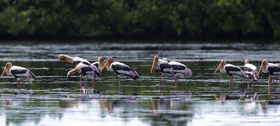 Parc National de Xuan Thuy Parc-Xuan-Thuy