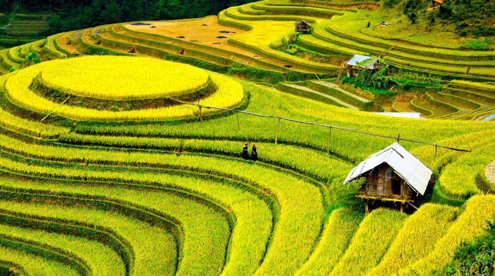 Rizières dans le Nord Vietnam Riziere_Nord-VN