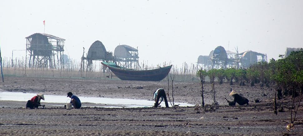 Elevage de palourdes Xuan Thuy Xuan-Thuy-Palourdes