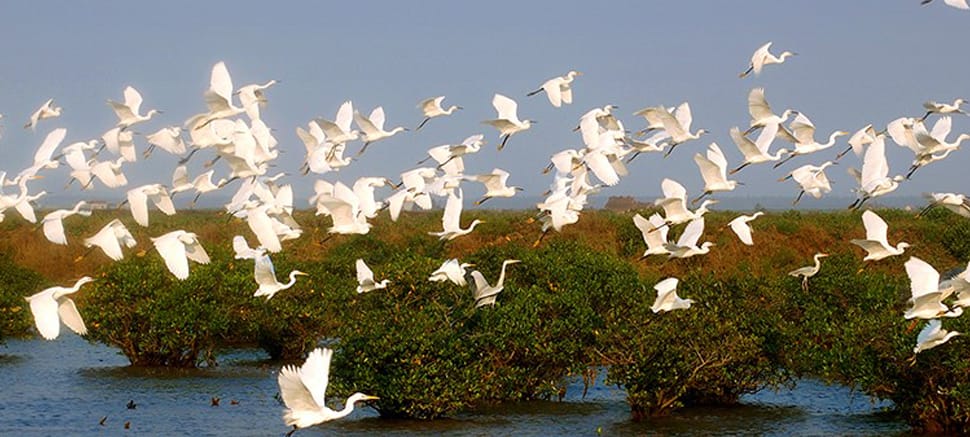 Xuan Thuy, refuge pour les oiseaux Xuan-Thuy_Oiseaux
