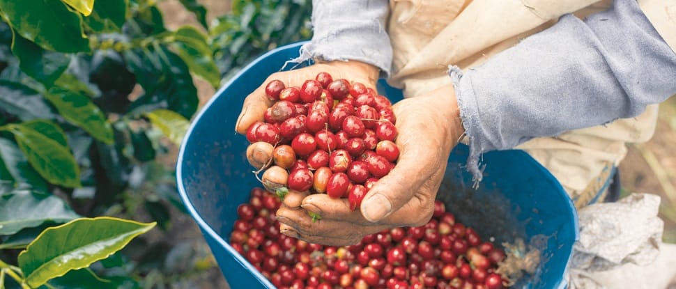 cafe-buon-ma-thuot