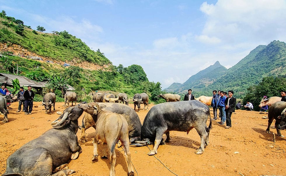 Marchés ethniques de Cao Bang