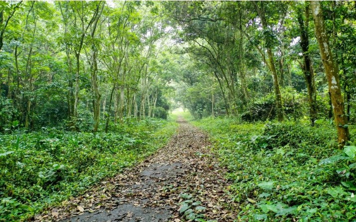 le Parc national de Cuc Phuong