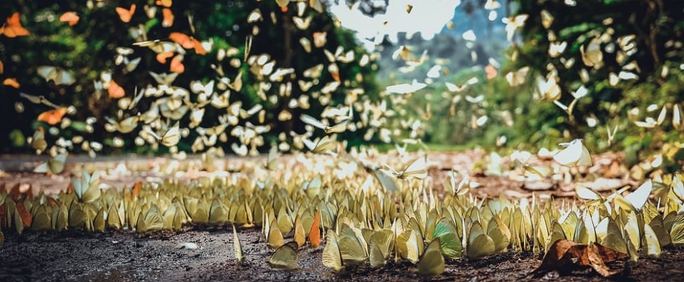 le Parc national de Cuc Phuong