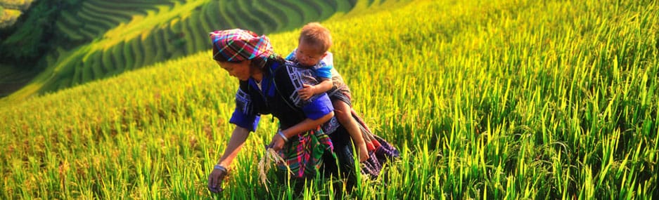 Mu Cang Chai