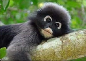 nature-sauvage_kaeng-krachan