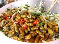 plat-vers-a-soie