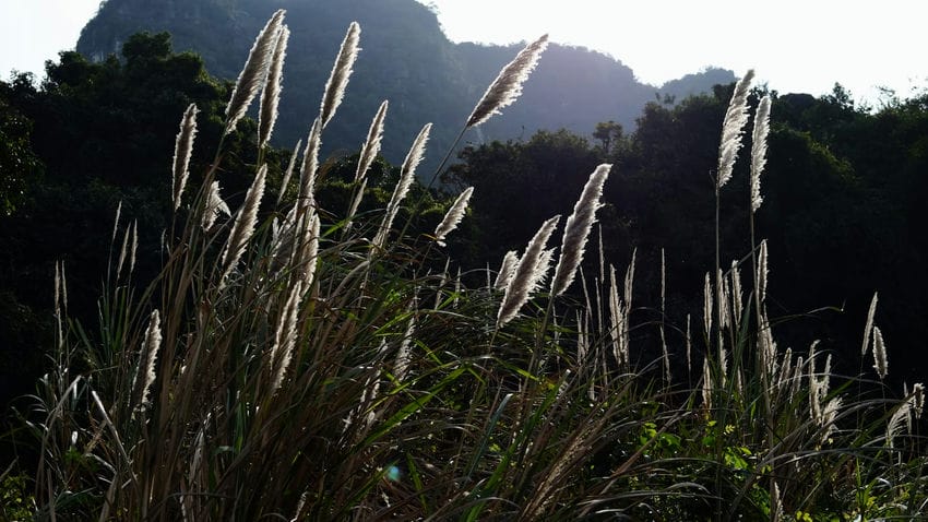 Randonnée dans la jungle du parc national de Ba Vi, Vietnam