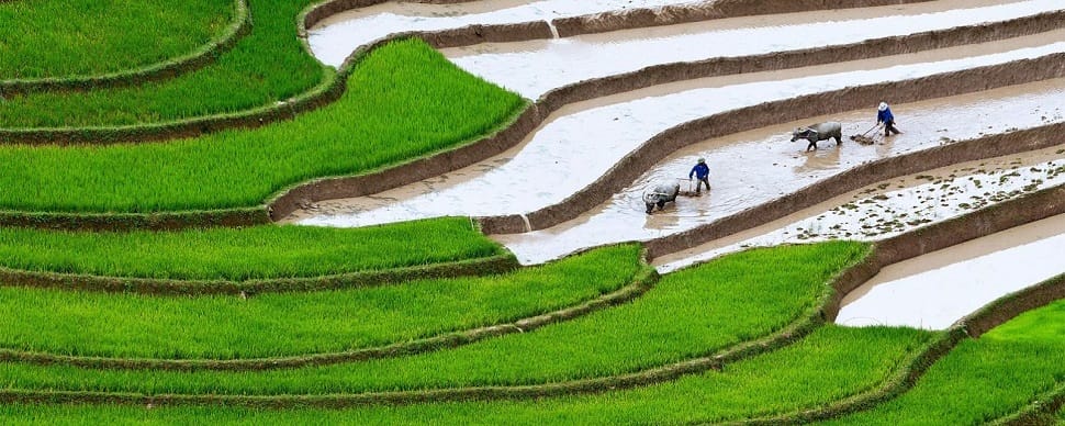 belles-rizieres-terrasse-vietnam