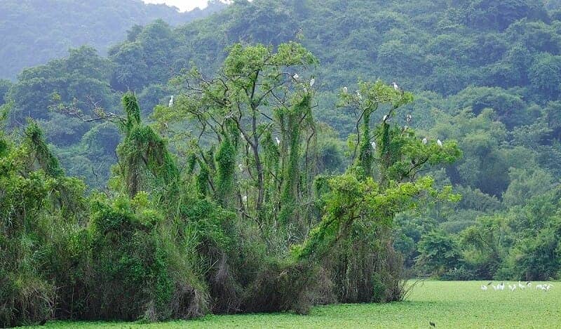 Que voir Thung Nham et alentours oiseaux