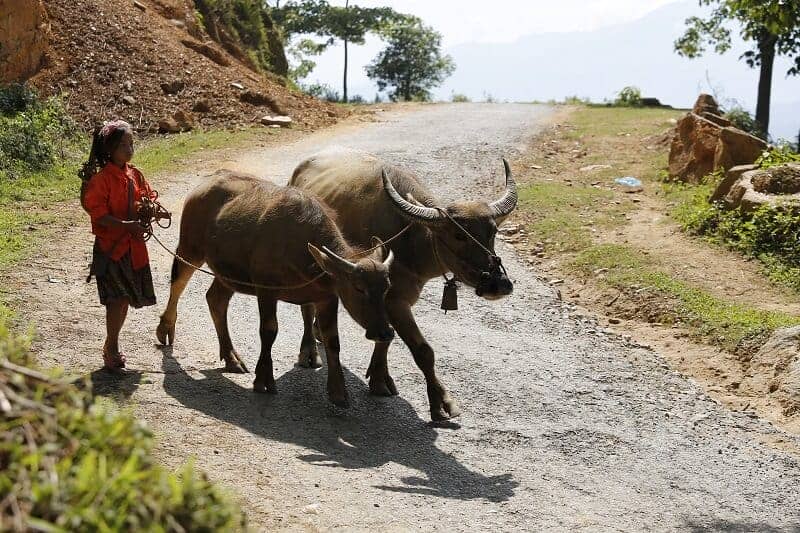 Trek Hoang Su Phi - Chieu Lau Thi - Bac Ha quotidien